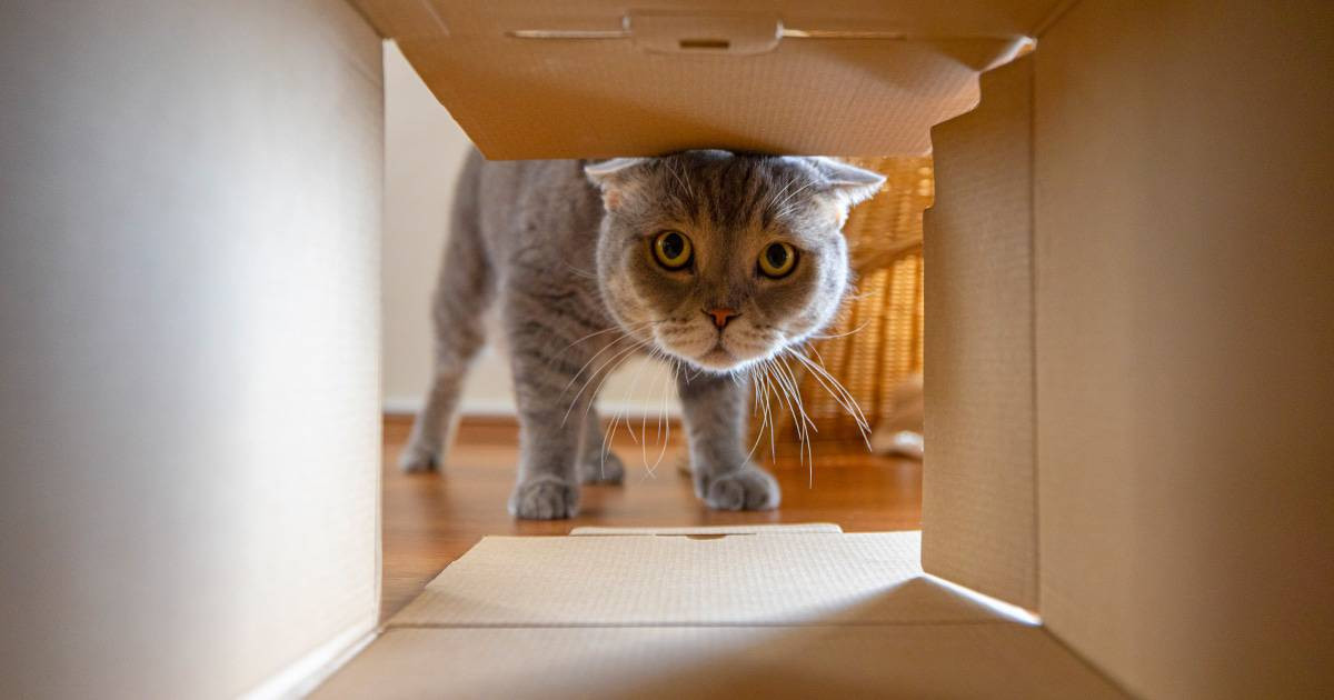 kat verhuizen