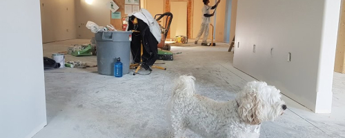 hond verhuizen