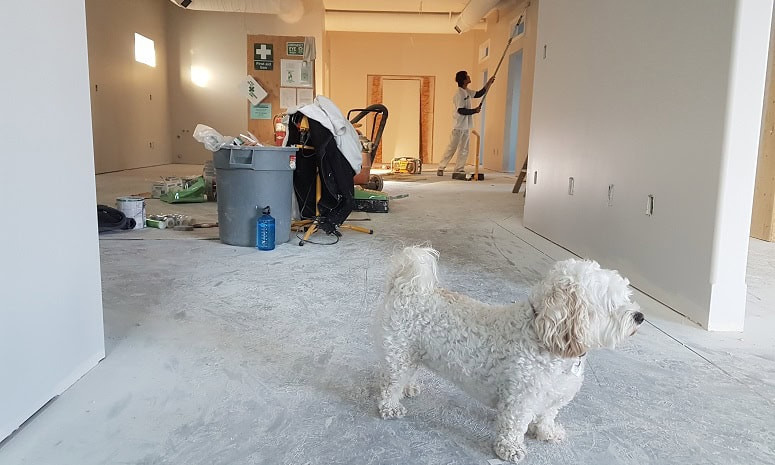 hond verhuizen