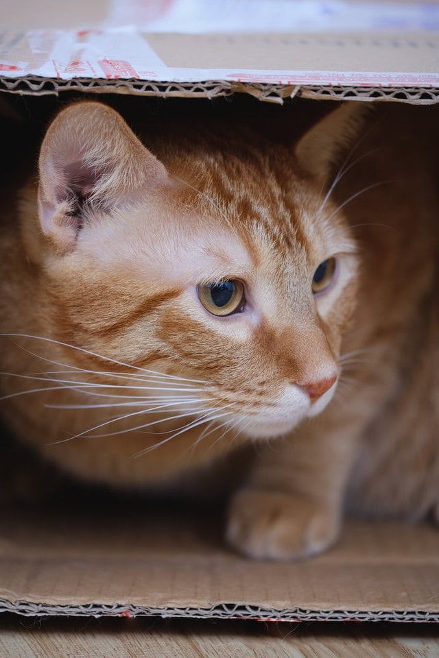 pexels-peng-louis-1643468